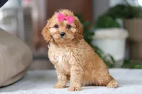 Amelia, a female Cavapoo for sale in Baltic, OH – Photo 5 of 6