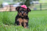 Stella, a female Yorkshire Terrier for sale in Baltic, OH – 2 of 6