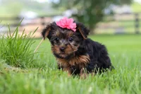 Stella, a female Yorkshire Terrier for sale in Baltic, OH – 6 of 6
