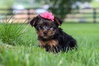 Stella, a female Yorkshire Terrier for sale in Baltic, OH – 4 of 6