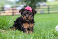 Stella, a female Yorkshire Terrier for sale in Baltic, OH – 3 of 6