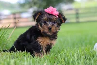 Stella, a female Yorkshire Terrier for sale in Baltic, OH – 1 of 6