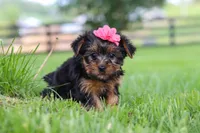 Stella, a female Yorkshire Terrier for sale in Baltic, OH – 5 of 6