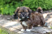 Theo, a male Shih Tzu for sale in Baltic, OH – 4 of 10