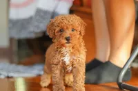 Fiona, a female Poodle - Miniature  for sale in Baltic, OH – 6 of 9