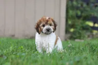 Adin, a male Cockapoo for sale in Baltic, OH – 8 of 9