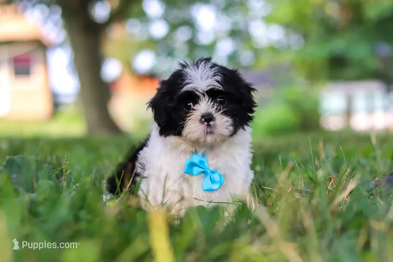 Ace – Shih Tzu puppy for sale in Baltic, OH