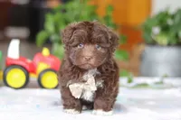 Tyler, a male Havanese for sale in Baltic, OH – Photo 1 of 7