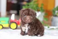 Tyler, a male Havanese for sale in Baltic, OH – Photo 3 of 7