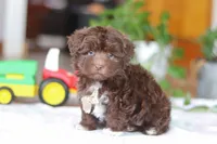 Tyler, a male Havanese for sale in Baltic, OH – Photo 2 of 7