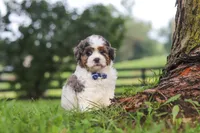Teddy, a male Shihpoo for sale in Baltic, OH – 3 of 6