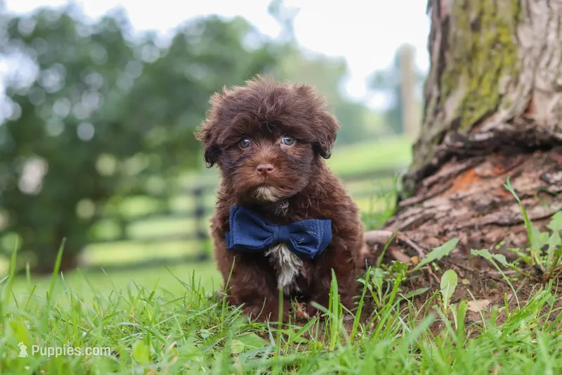 Arlo – Havanese puppy for sale in Baltic, OH