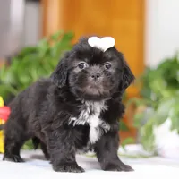 Emery, a female Shih Tzu for sale in Baltic, OH – Photo 7 of 8
