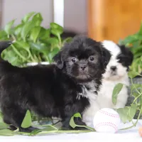 Emery, a female Shih Tzu for sale in Baltic, OH – Photo 5 of 8