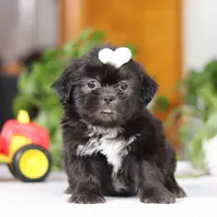 Emery, a female Shih Tzu for sale in Baltic, OH – Photo 1 of 8