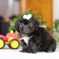 Emery, a female Shih Tzu for sale in Baltic, OH – Photo 3 of 8