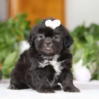 Emery, a female Shih Tzu for sale in Baltic, OH – Photo 2 of 8