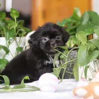Emery, a female Shih Tzu for sale in Baltic, OH – Photo 6 of 8