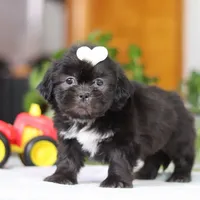 Emery, a female Shih Tzu for sale in Baltic, OH – Photo 4 of 8