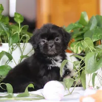 Emery, a female Shih Tzu for sale in Baltic, OH – Photo 8 of 8