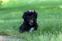 Layla, a female Shih Tzu for sale in Baltic, OH – 3 of 8