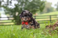 Koda, a male Shihpoo for sale in Baltic, OH – 3 of 7