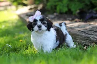 Arianna, a female Shih Tzu for sale in Baltic, OH – 3 of 7