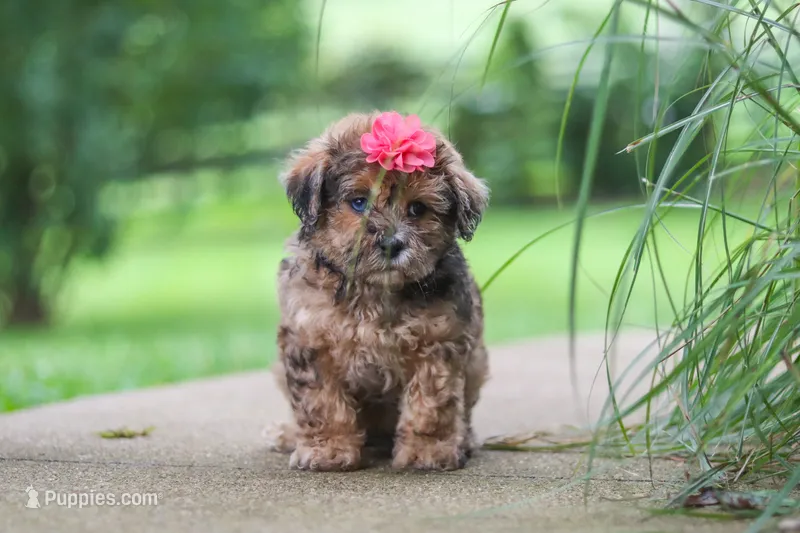 Lucy – Shihpoo puppy for sale in Baltic, OH