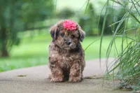 Lucy, a female Shihpoo for sale in Baltic, OH – 1 of 8