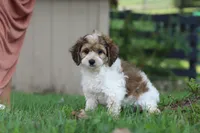 Adin, a male Cockapoo for sale in Baltic, OH – 3 of 9