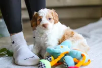 Allie, a female Cockapoo for sale in Baltic, OH – Photo 4 of 6