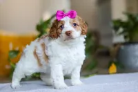 Allie, a female Cockapoo for sale in Baltic, OH – Photo 2 of 6