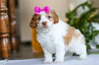 Allie, a female Cockapoo for sale in Baltic, OH – Photo 6 of 6