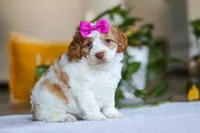 Allie, a female Cockapoo for sale in Baltic, OH – Photo 1 of 6