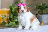 Allie, a female Cockapoo for sale in Baltic, OH – Photo 5 of 6