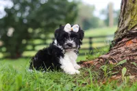 Fiona, a female Havanese for sale in Baltic, OH – 4 of 7