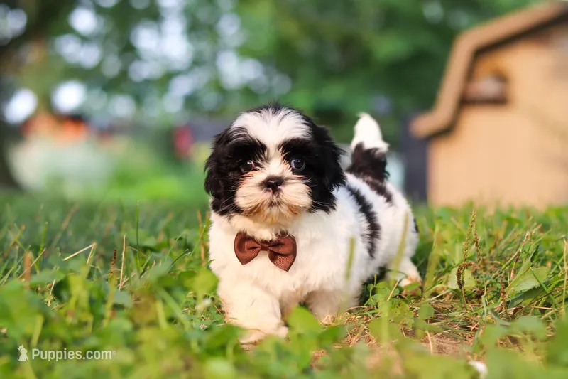 Maverick – Shih Tzu puppy for sale in Baltic, OH