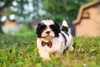 Maverick, a male Shih Tzu for sale in Baltic, OH – 1 of 7