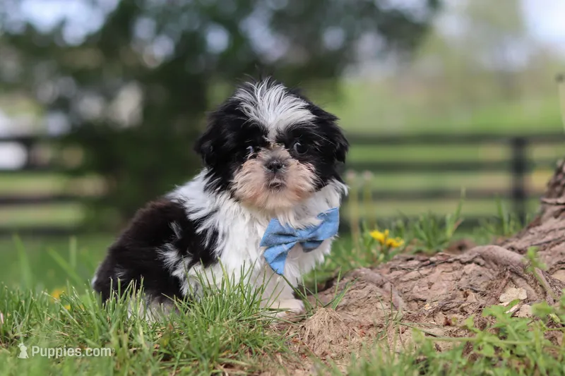 Nolan – Shih Tzu puppy for sale in Baltic, OH