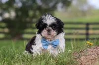 Nolan, a male Shih Tzu for sale in Baltic, OH – Photo 5 of 6