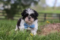 Nolan, a male Shih Tzu for sale in Baltic, OH – Photo 6 of 6