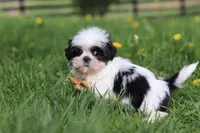 Asher, a male Shih Tzu for sale in Baltic, OH – Photo 6 of 7