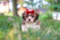 Coco, a female Shih Tzu for sale in Baltic, OH – 8 of 9
