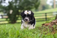Fiona, a female Havanese for sale in Baltic, OH – 6 of 7