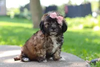 Fiona, a female Shih Tzu for sale in Baltic, OH – 5 of 10