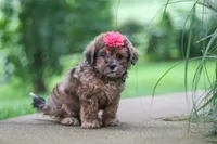 Lucy, a female Shihpoo for sale in Baltic, OH – 4 of 8