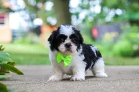 Huckleberry, a male Shih Tzu for sale in Baltic, OH – 6 of 9