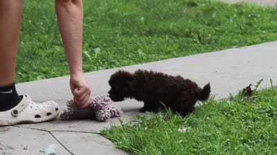 Arlo, a male Havanese for sale in Baltic, OH – 8 of 8