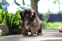 Fiona, a female Shih Tzu for sale in Baltic, OH – 2 of 10