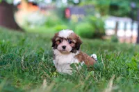 Coco, a female Shih Tzu for sale in Baltic, OH – 6 of 9